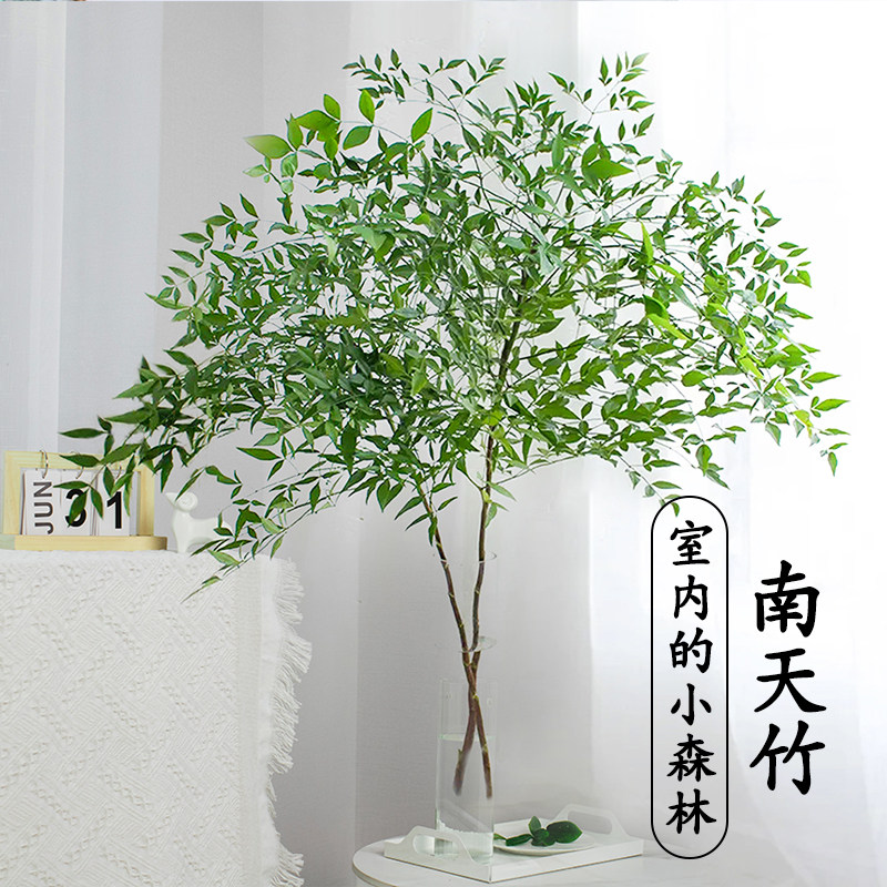 南天竹水培植物水养火焰红盆栽苗室内好养鲜花卉吊钟马醉木鲜切枝_虎窝淘
