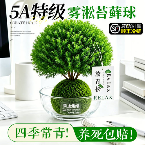放青松雾凇苔藓球拒绝焦虑放轻松