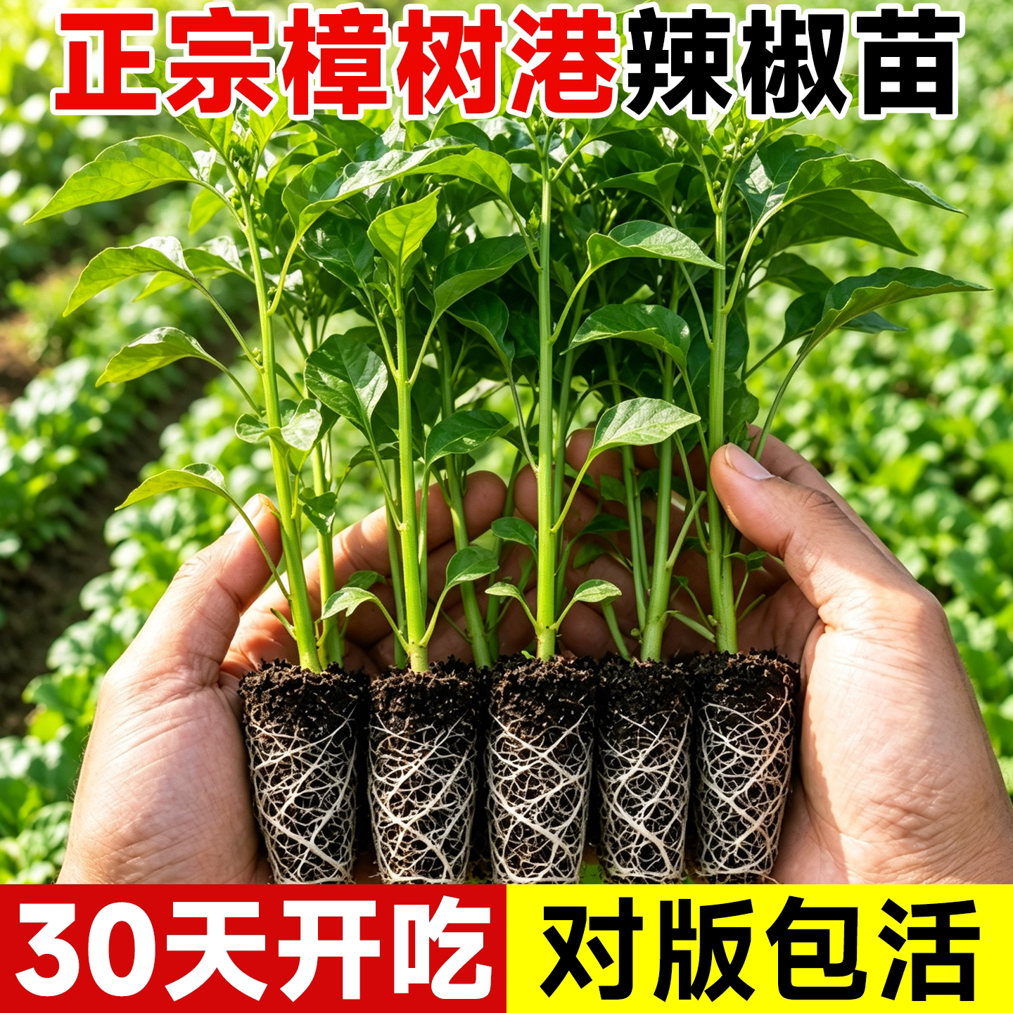 湖南樟树港辣椒苗带土高产四季图片