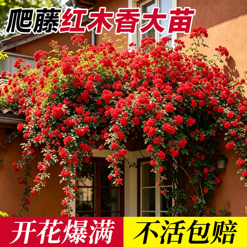【带花发货】红木香爬藤四季开花