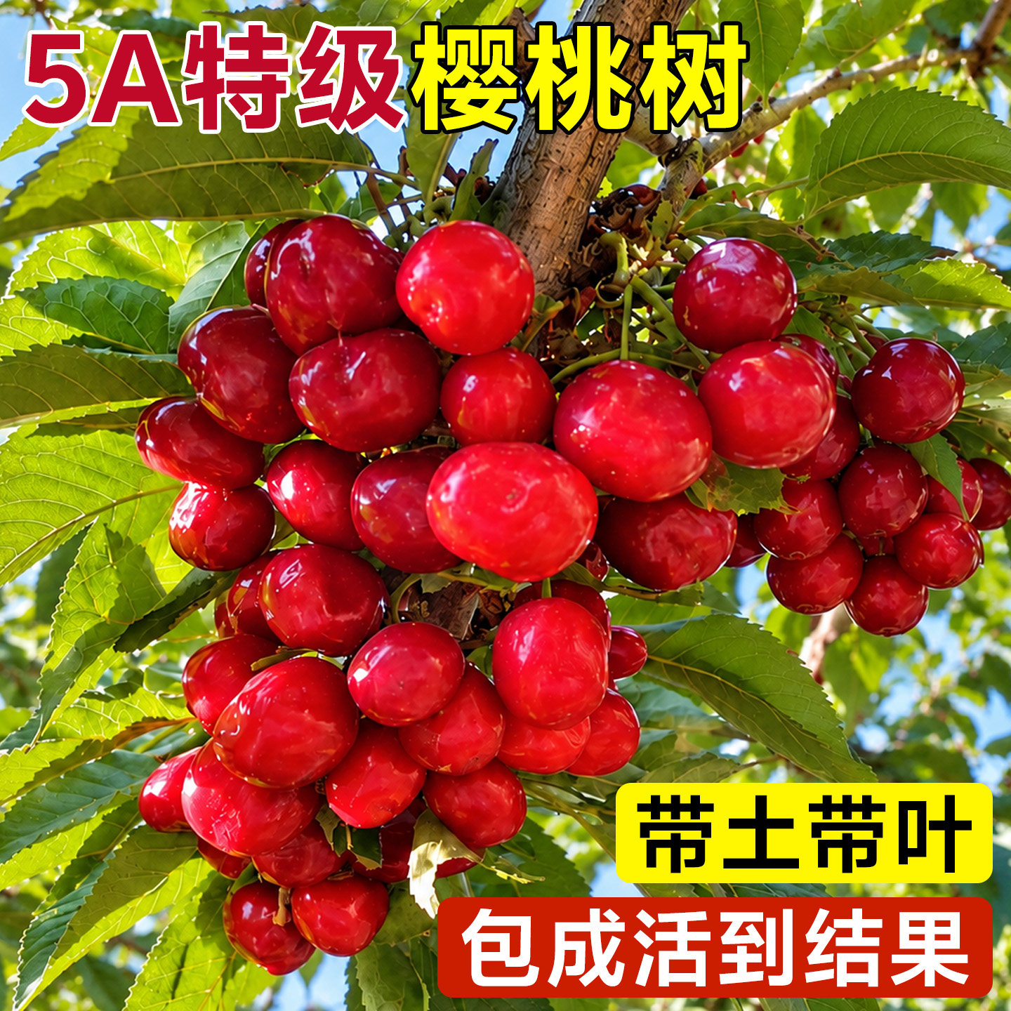 樱桃树果树车厘子树苗正宗大当年结果盆栽南方种植果树北方耐寒