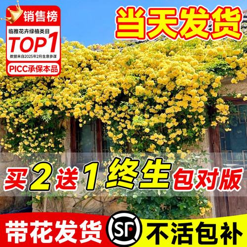 【带花发货】黄木香爬藤四季开花