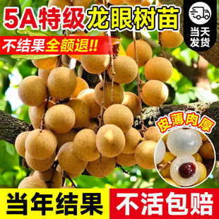 龙眼树果苗嫁接苗盆栽水果树大苗石硖储良无核四季种植庭院地栽