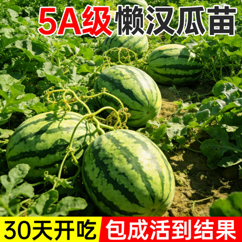 懒汉西瓜苗秧种子蔬菜苗带土