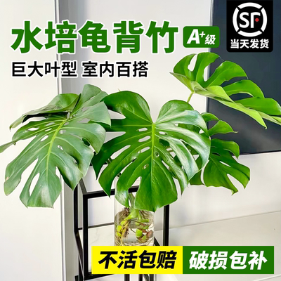 龟背竹水培客厅绿植好养易活