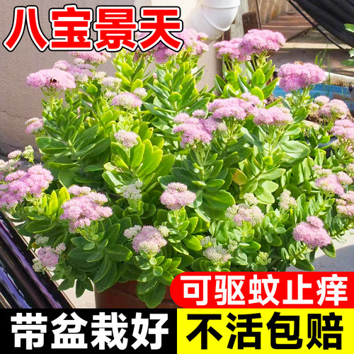 八宝景天盆栽花苗室内驱蚊植物