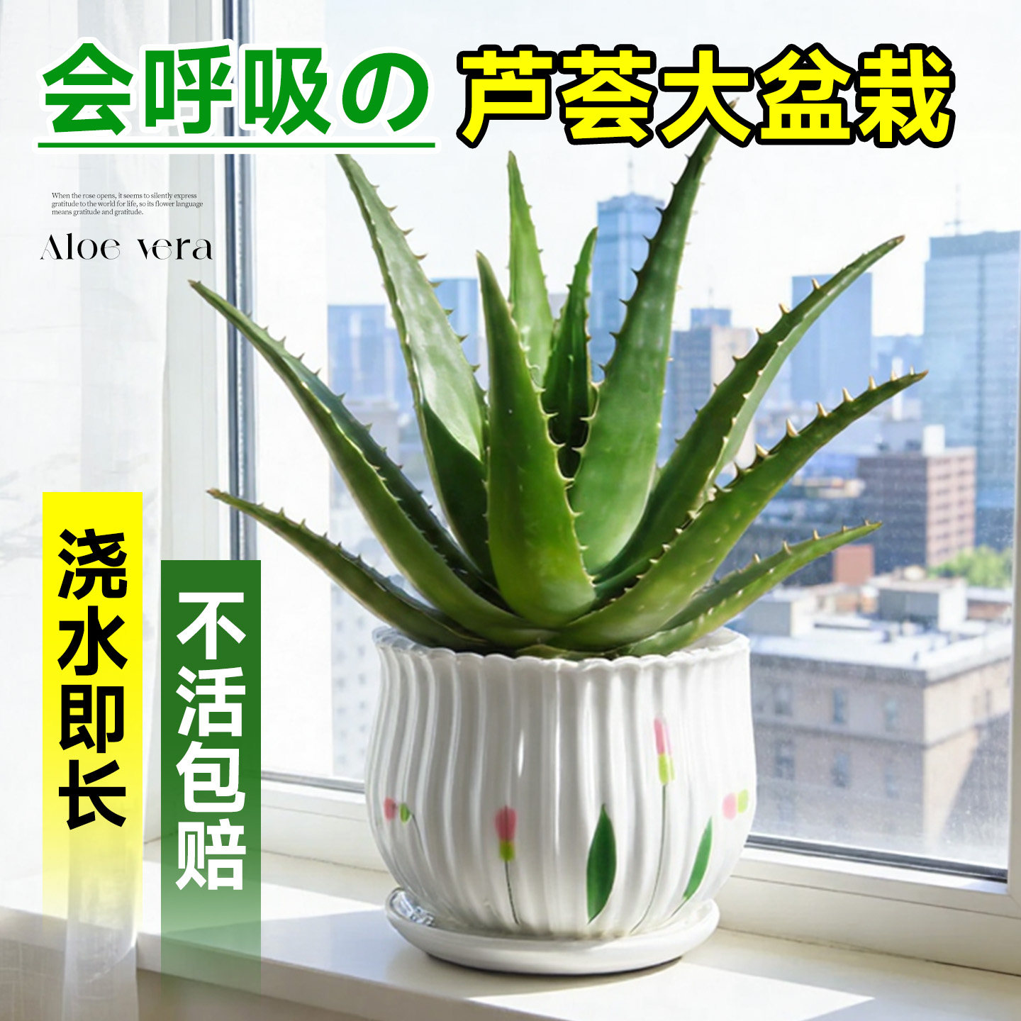 芦荟盆栽室内绿植库拉索大盆办公室客厅桌面多肉植物四季好养盆景