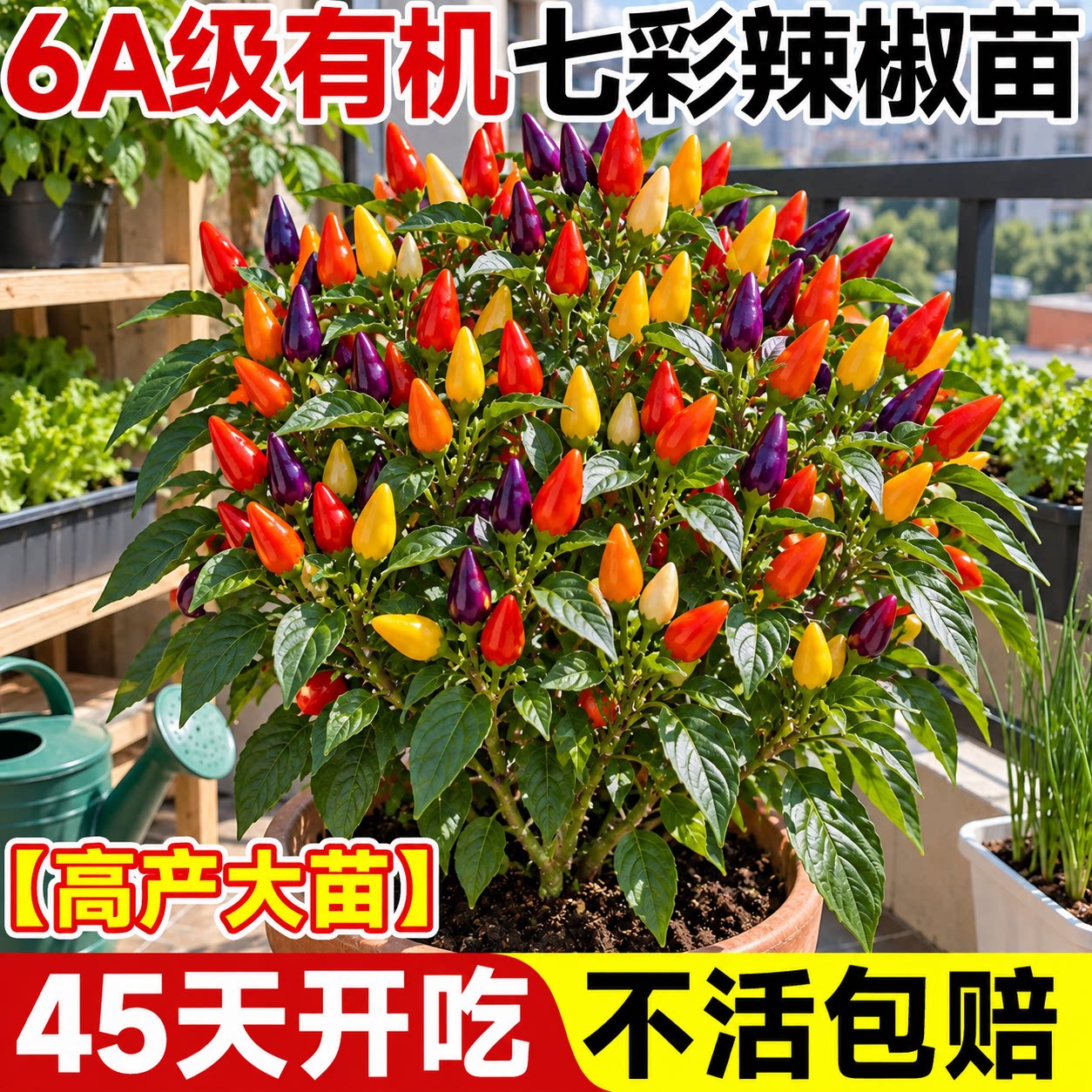 【高产大苗】七彩辣椒苗不活包补图片