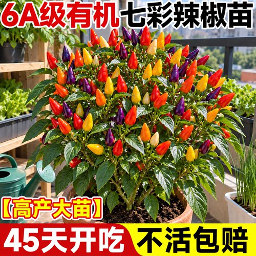 【高产大苗】七彩辣椒苗不活包补