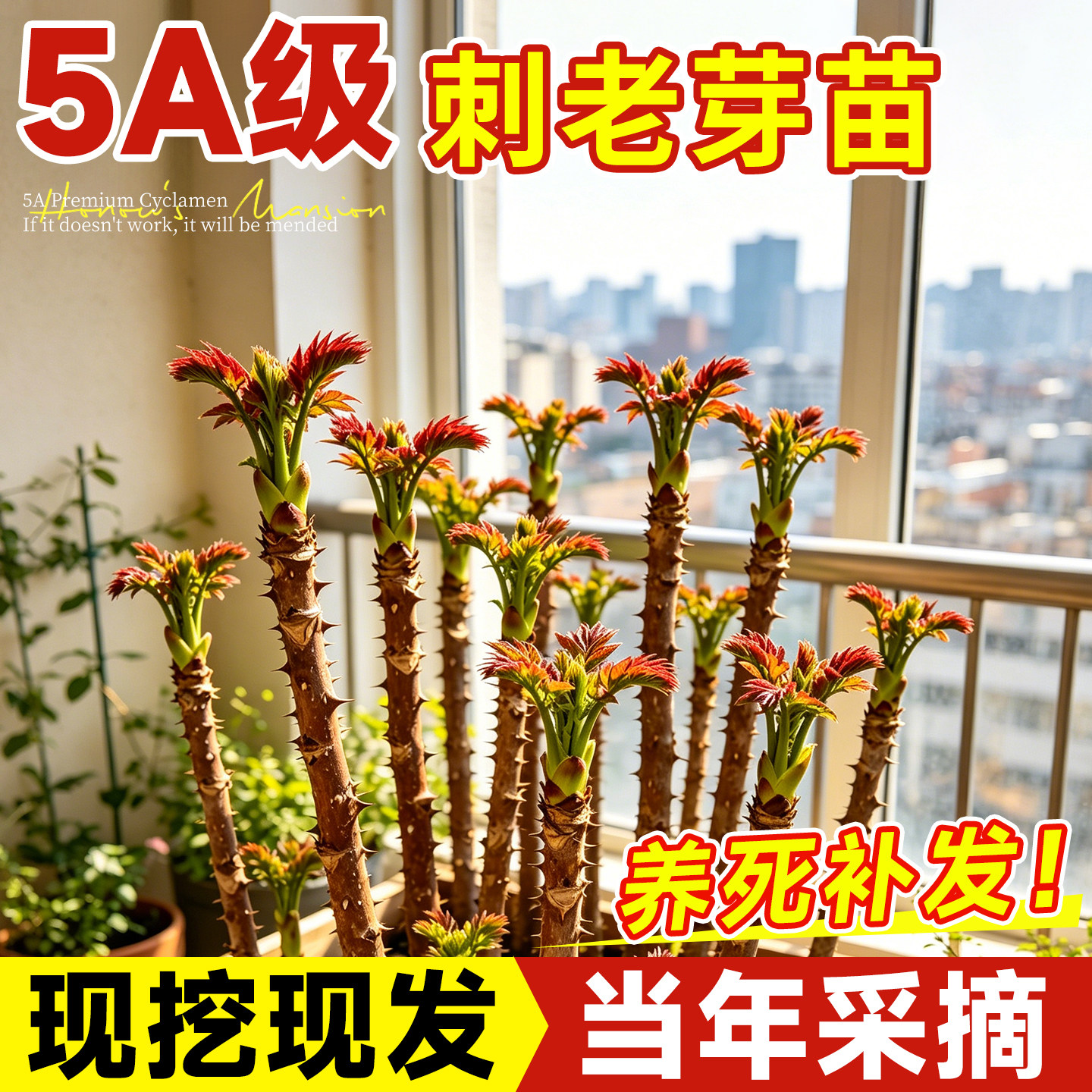 东北刺老芽树苗云南刺嫩芽楤木苗刺龙芽籽野菜刺龙苞种植物刺笼苞