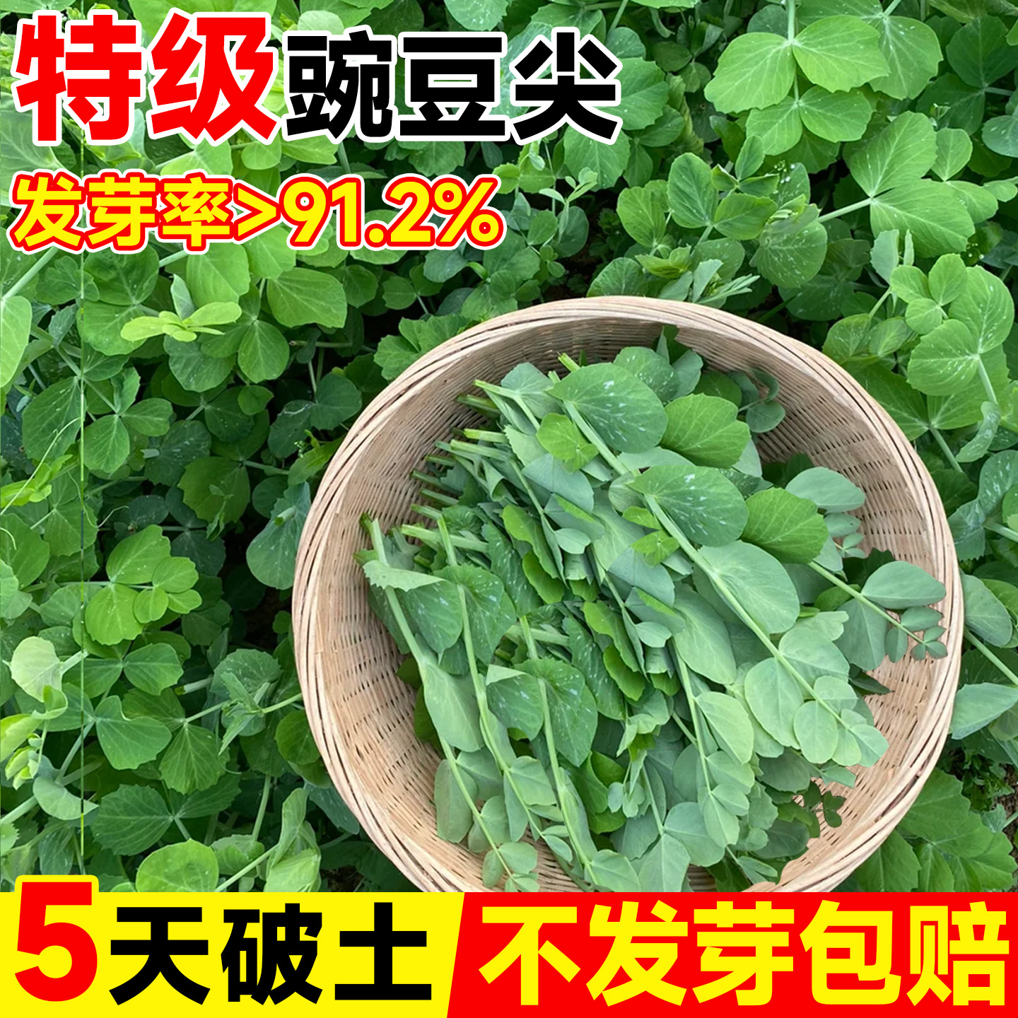 【特级豌豆尖种子】专吃豌豆尖