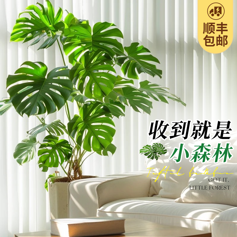 【送货上门】丛生龟背竹盆栽