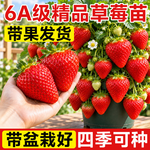 【带果发货包对版】不结果包赔