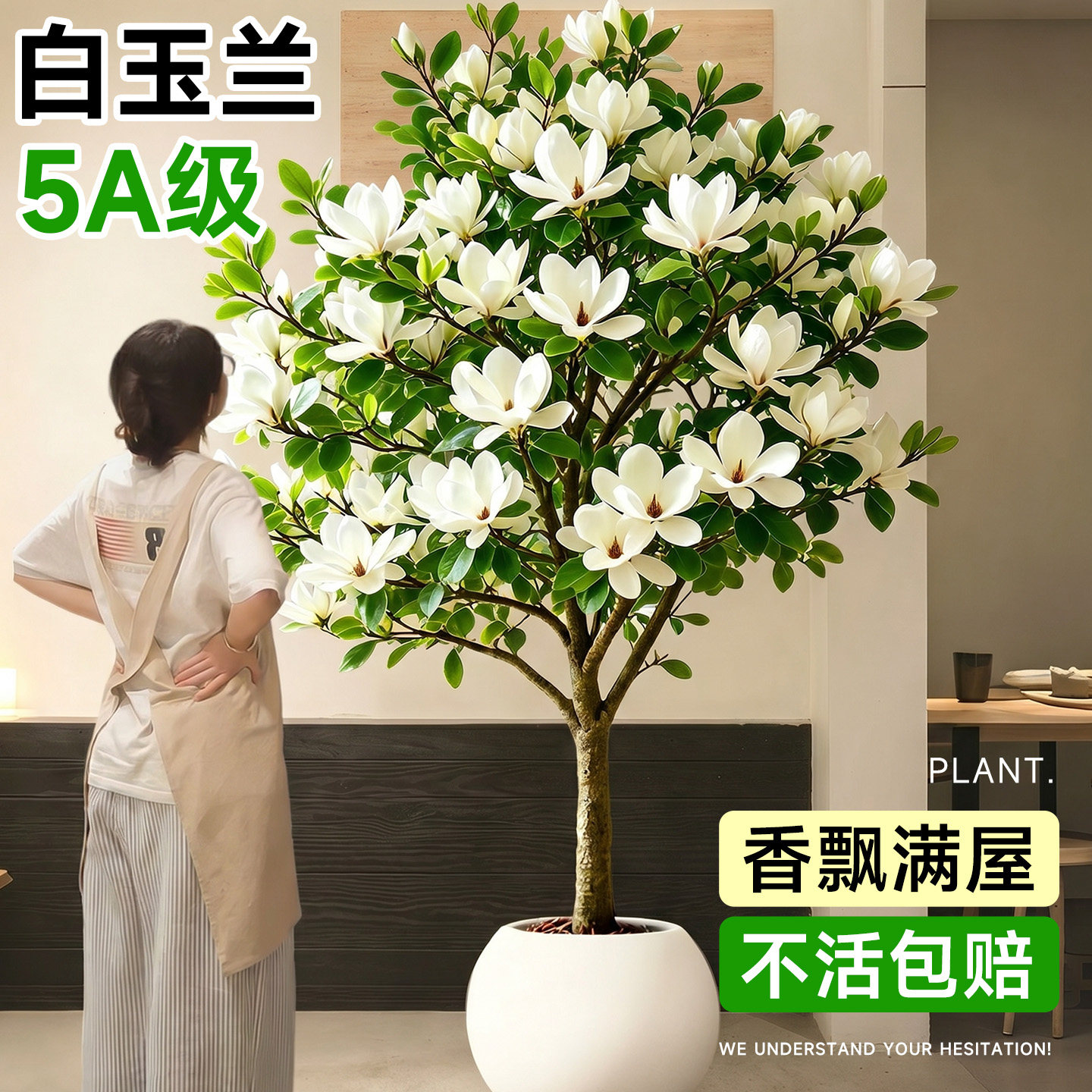 白玉兰盆栽老桩矮化玉兰花带花苞白兰花四季南北方黄角兰树苗庭院