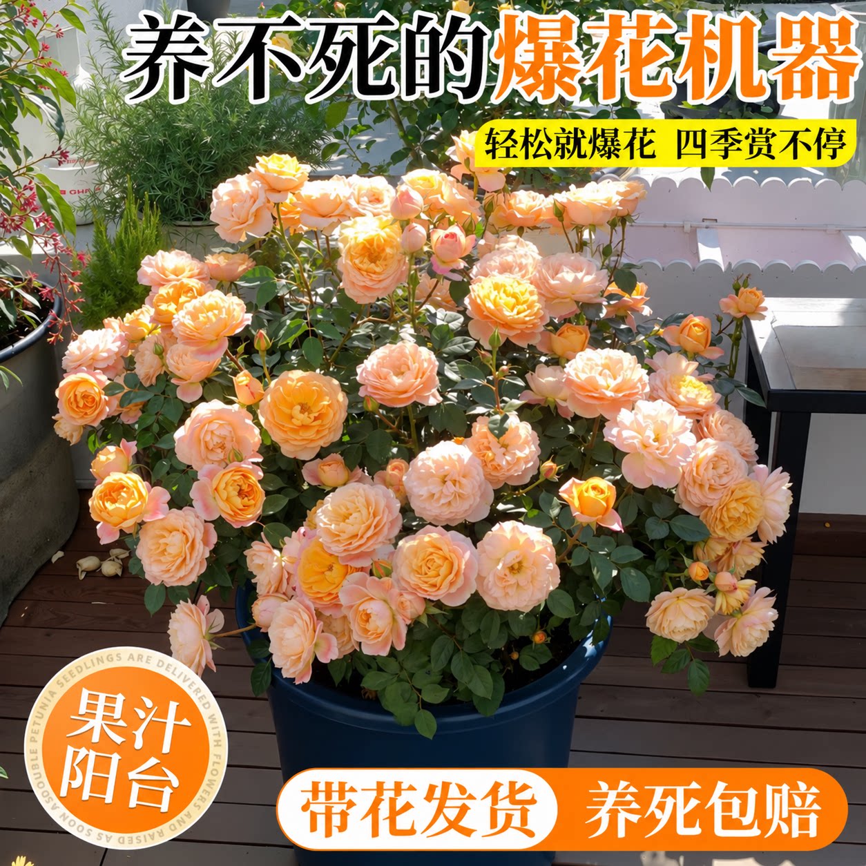 果汁阳台月季盆栽四季开花苗特大花带花苞盆栽适合懒人养的花阳台