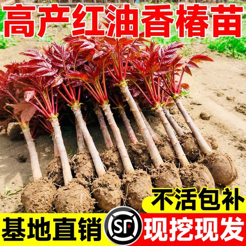 【包成活到采摘】正宗红油香椿苗