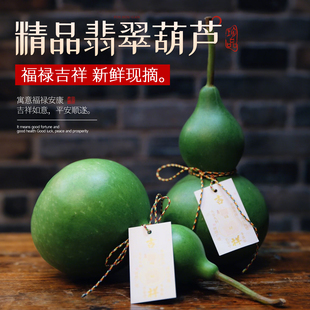 翡翠葫芦摆件佛手柑鲜果植物云南天然新鲜观赏桌面福禄闻香橼托盘