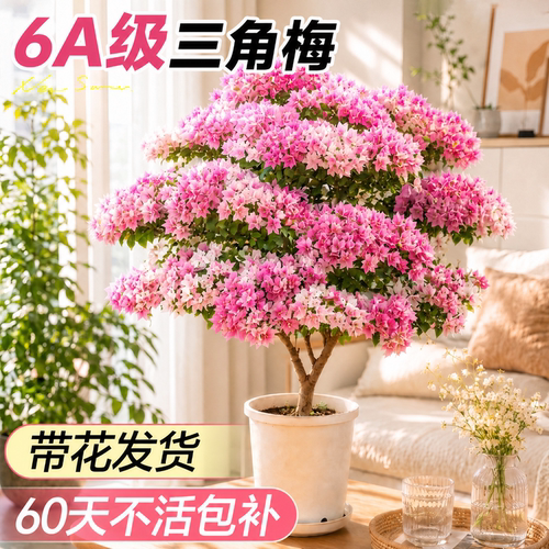 【带花发货】6A级三角梅不活包补