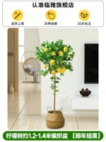 Дерево около 1,2-1,4 метра в плетеном горшке.