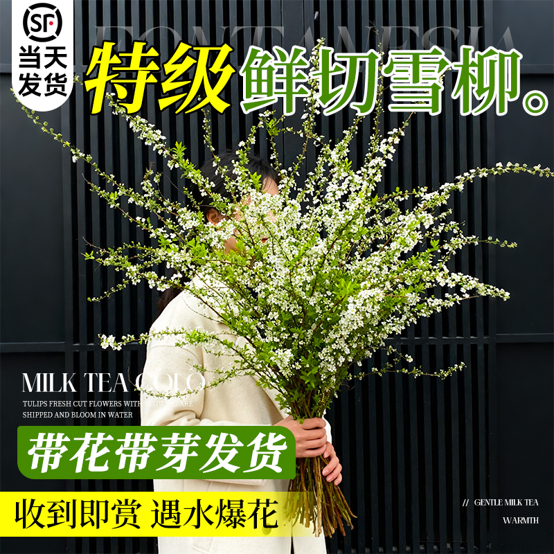 【带花发货】鲜切雪柳遇水就开花