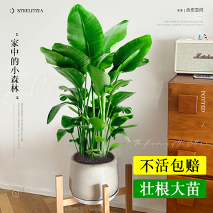 天堂鸟盆栽观叶植物办公室内四季 绿植吸甲醛 好养禄植不需要阳光