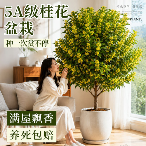 金桂盆栽四季开花浓香好养
