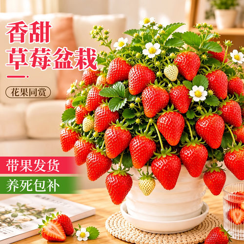 【带果发货包对版】不结果包赔