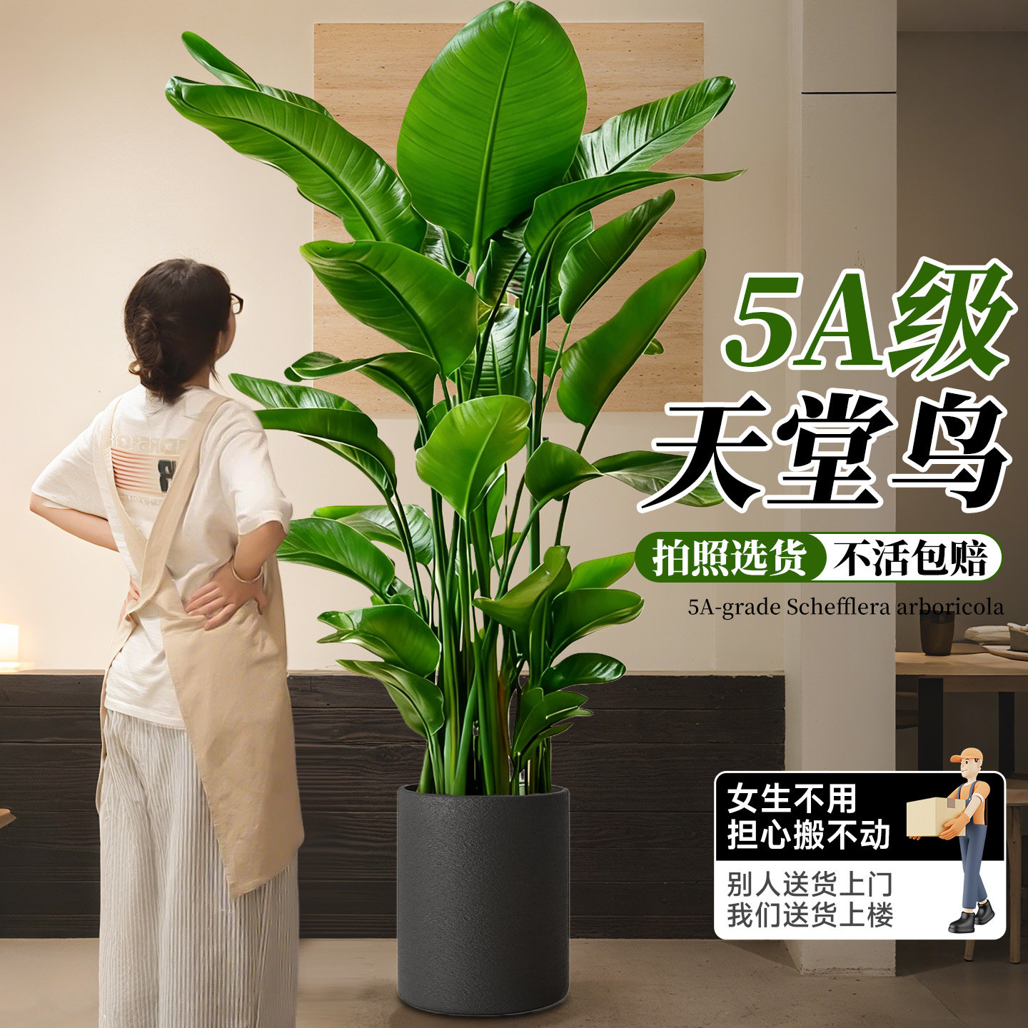 天堂鸟绿植盆栽室内大型植物四季鲜花办公室客厅旺宅大型好养真花