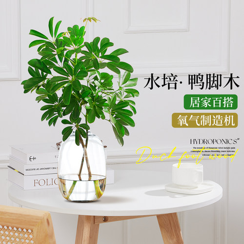 【水培鸭脚木】鸭掌木办公室绿植