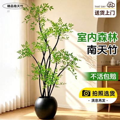 5A级南天竹真树盆栽落地好养四季