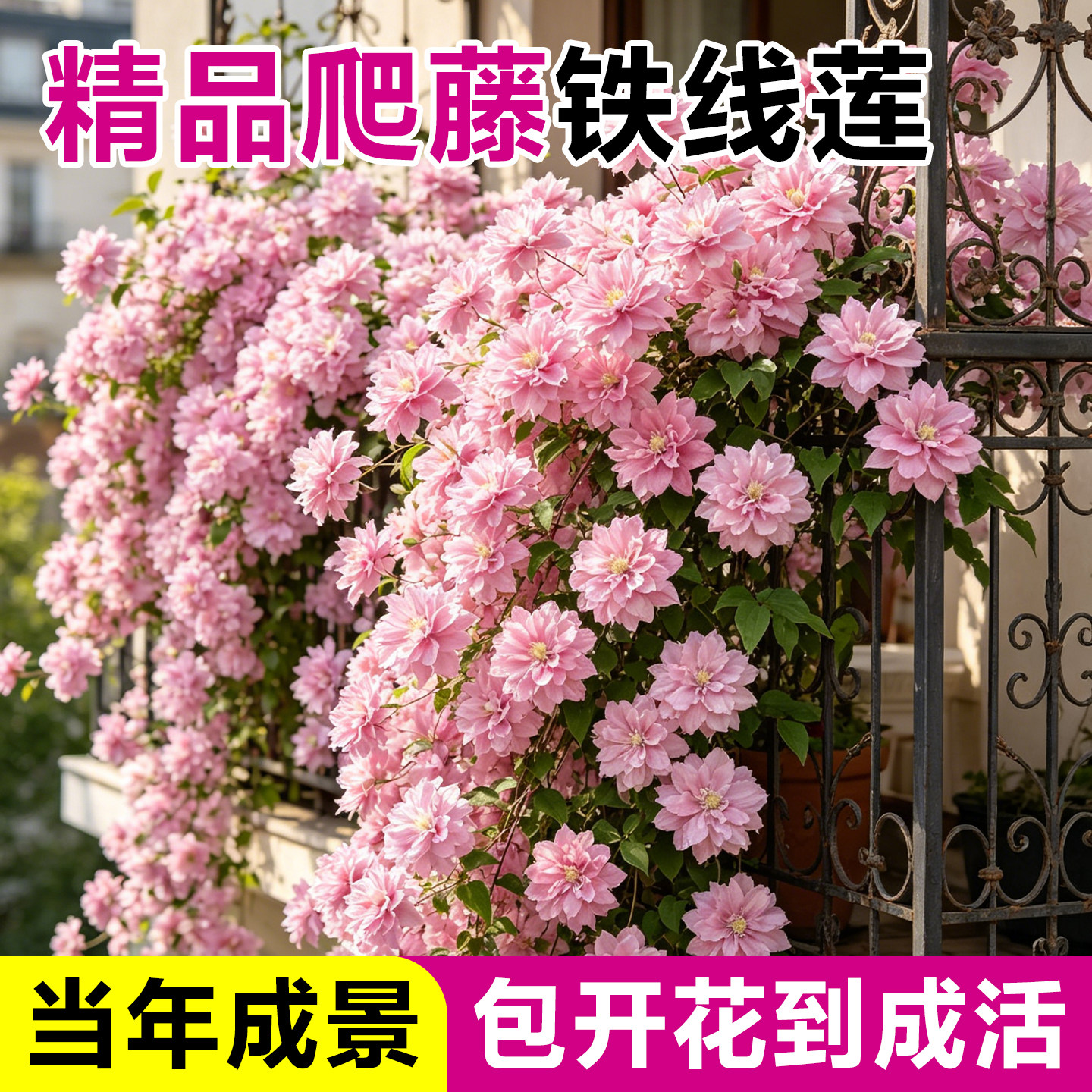 重瓣铁线莲大苗带花苞盆栽小美人鱼倒影阳台庭院爬藤开花卉绿植物
