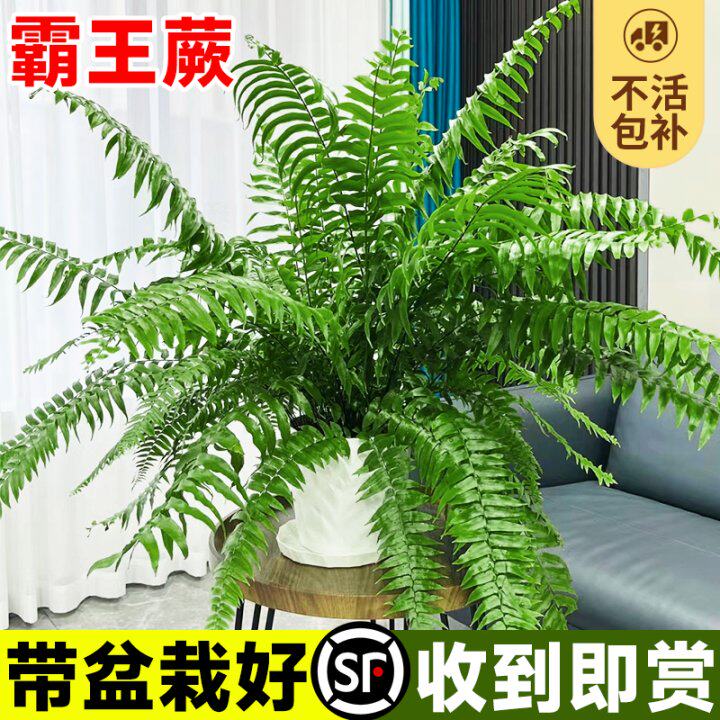 霸王蕨绿植室内盆栽大型蕨类植物大全悬挂式造景四季好养波士顿蕨
