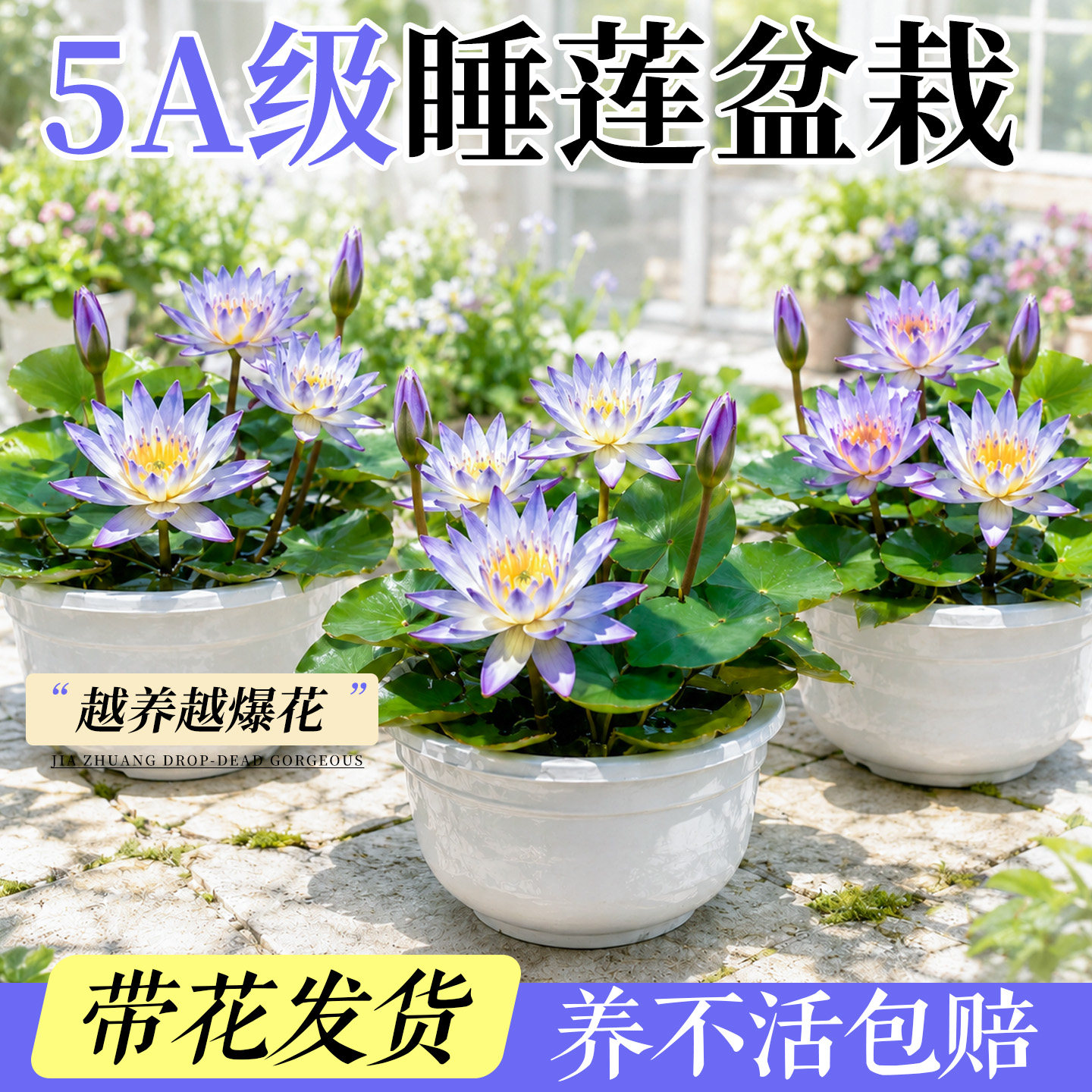 睡莲水培植物带花苞碗莲水池塘庭院荷花盆栽根块水生四季开花绿植