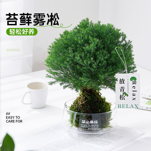 【超1万+人加购】雾凇桌面小绿植