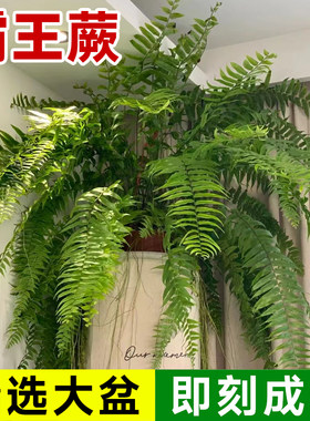 霸王蕨类植物盆栽垂吊四季常绿
