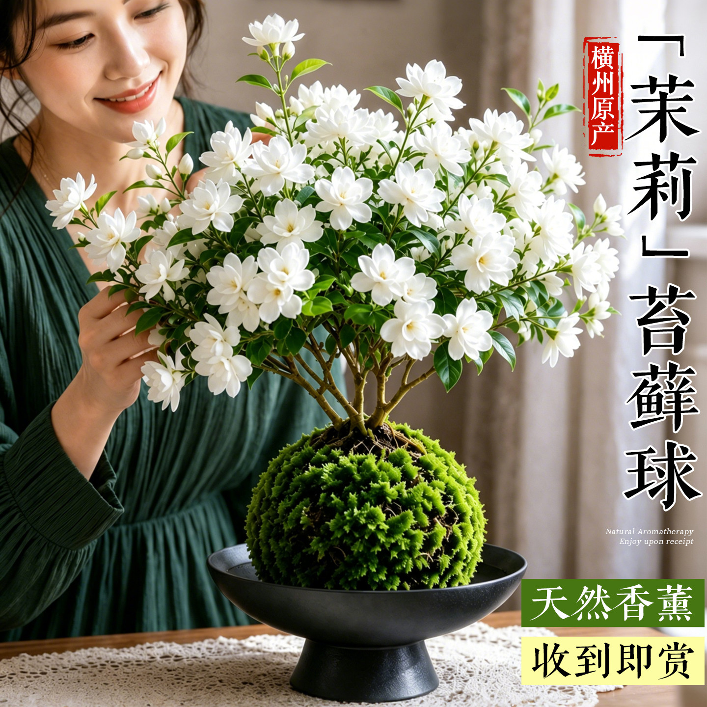 茉莉花盆栽带花苞横州虎头重瓣茉莉花苔藓球桌面绿植室内好养植物