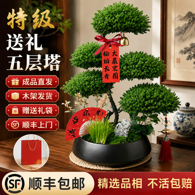 【送礼首选】特级五层塔松盆景