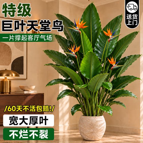 【特级天堂鸟】送货上门养死包补