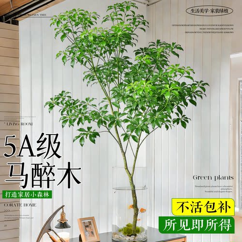【特级马醉木】不活包补鲜切鲜发