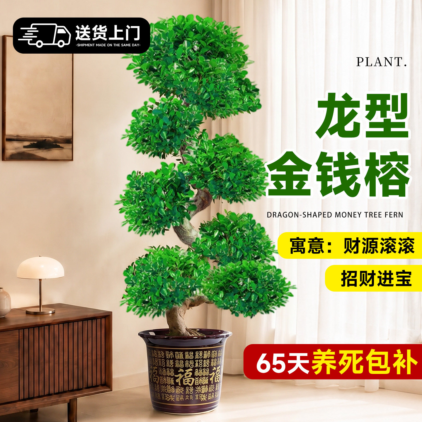 金钱榕大盆栽室内大型盆景招财金钱树客厅办公室摇钱树发财树四季