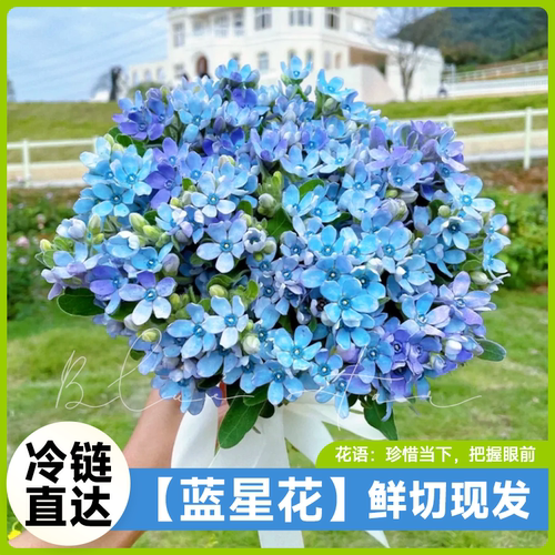 临雅10朵蓝星花客厅婚礼情人节