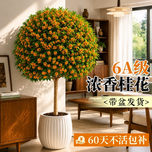 【室内新星】6A级桂花树四季开花