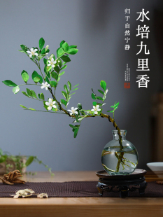 九里香水培植物室内好养花卉绿植盆栽桌面高端七里香摆件无土懒人