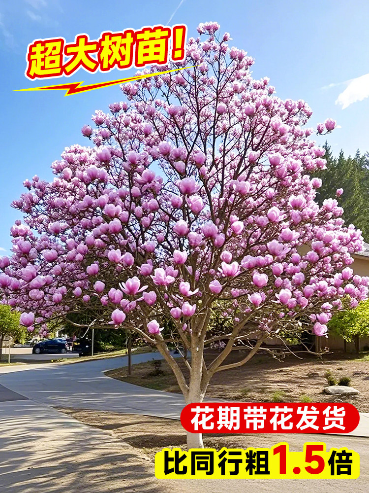 玉兰花树苗好养老桩室内外庭院耐寒盆栽矮化花卉绿植全国可种植物