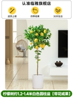 Лимонное дерево в белом цилиндрическом горшке высотой около 1,2-1,4 метра.