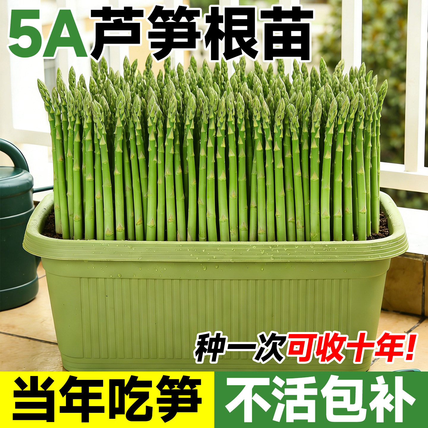 芦笋根苗带土种苗新鲜批发四季种籽抗热耐寒卢笋阳台盆栽蔬菜秧苗