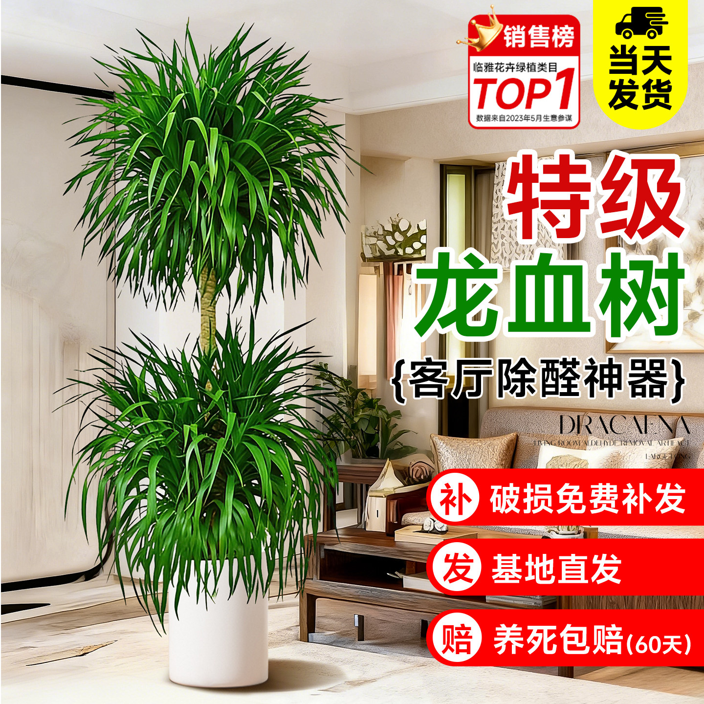 龙血树客厅绿植大型多头龙须树老桩盆栽真树大号室内盆景好养植物,鲜花速递/花卉仿真/绿植园艺,大型绿植/成品组合盆栽,淘宝优惠券,粉丝福利购,淘宝优惠卷