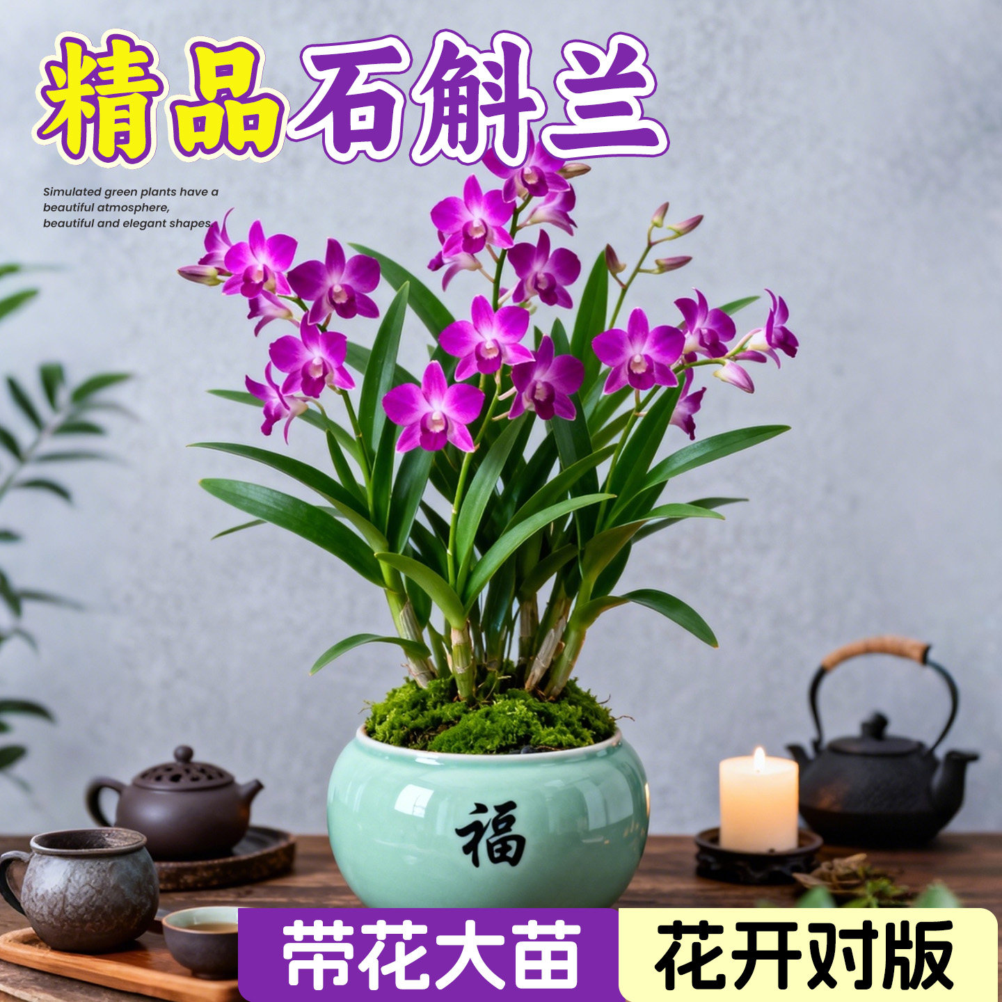 香水石斛兰盆栽带花苞兰花苗客厅室内桌面四季花卉开花好养活绿植