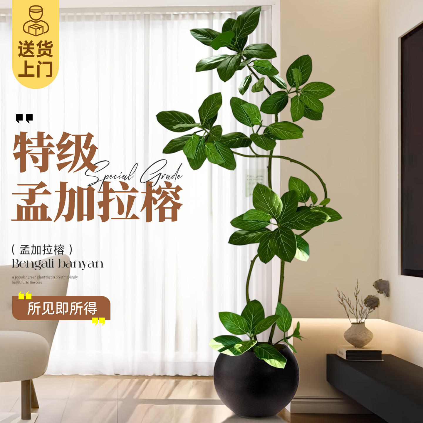 【特级孟加拉榕老桩】所见即所得