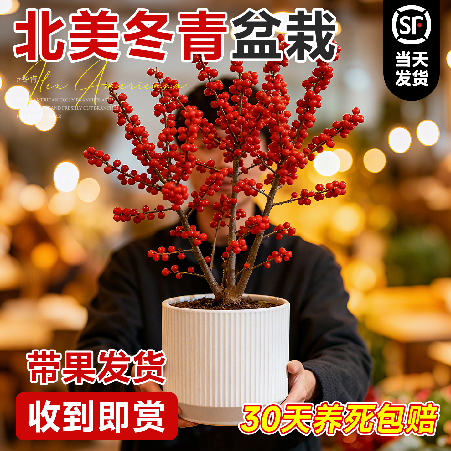 北美冬青盆栽老桩带果树苗红果真花室内室外切花盆景好养花卉植物